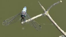 Blaugrüne Mosaikjungfer (12).jpg